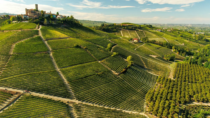2023 Nebbiolo D'Alba DOC